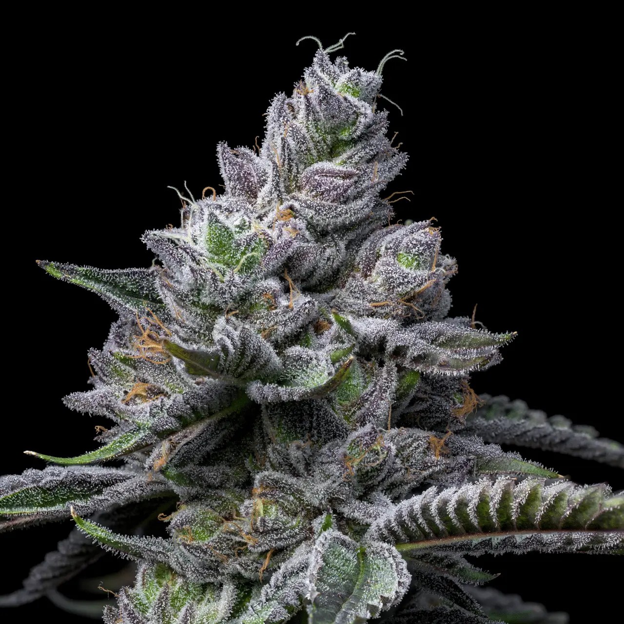 RS11 x Hollywood Feminized by Cookies Seed Bank