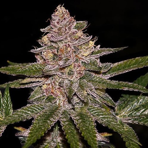 Radical Juice Auto Autoflower by Ripper Seeds