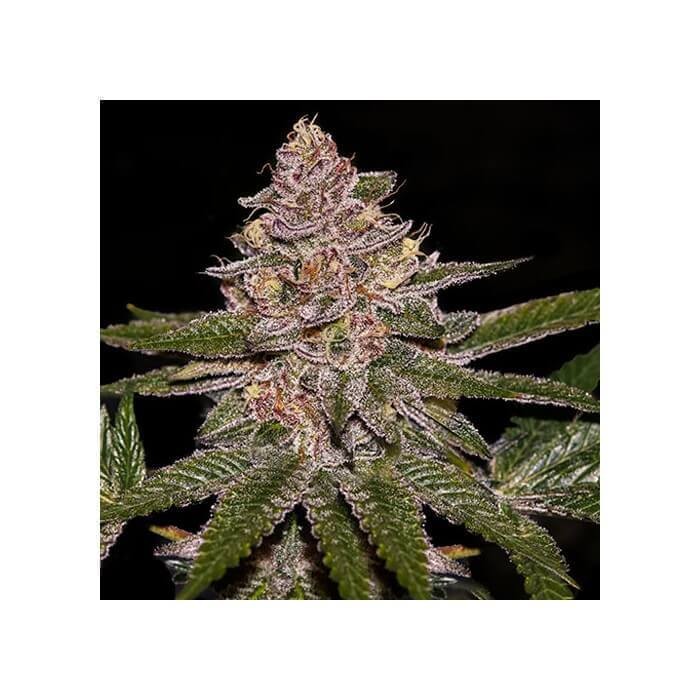 Radical Juice Feminized by Ripper Seeds