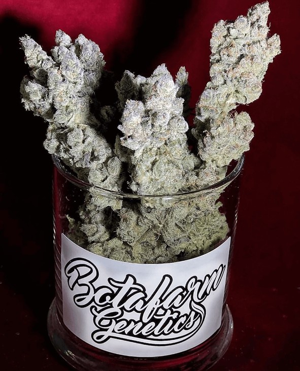 Rafale Feminized by Botafarm Genetics