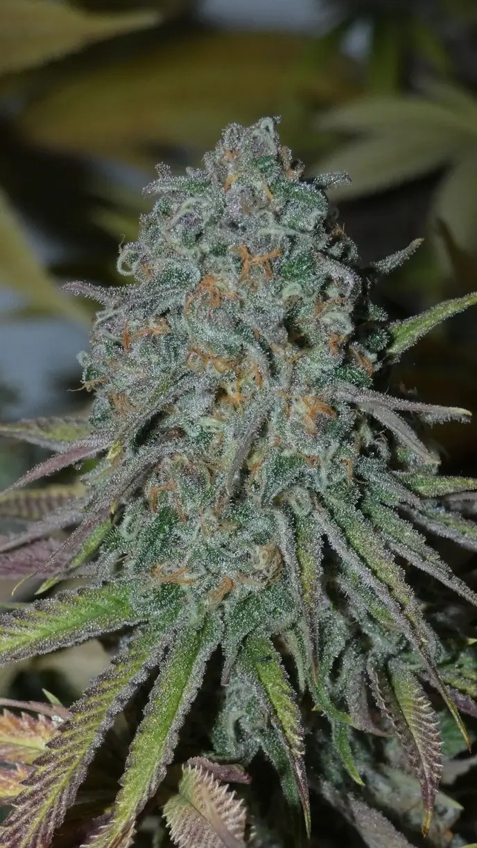 Rainboof Feminized by Bask Triangle Farms