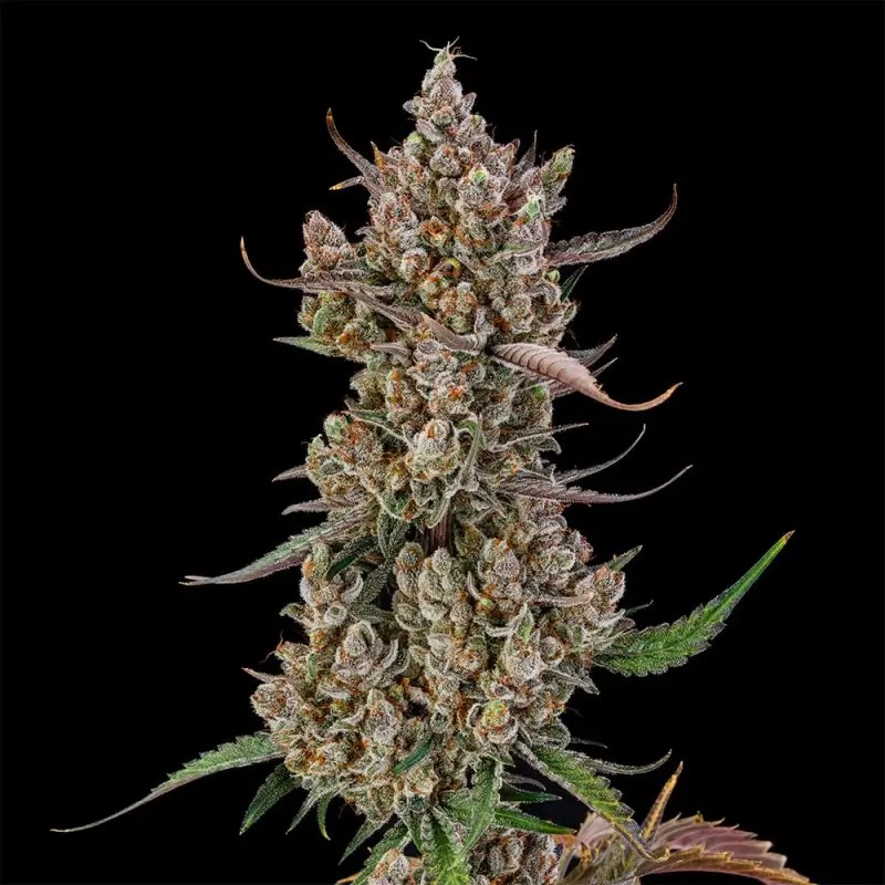 Rainbow Breath Auto Autoflower by Silent Seeds