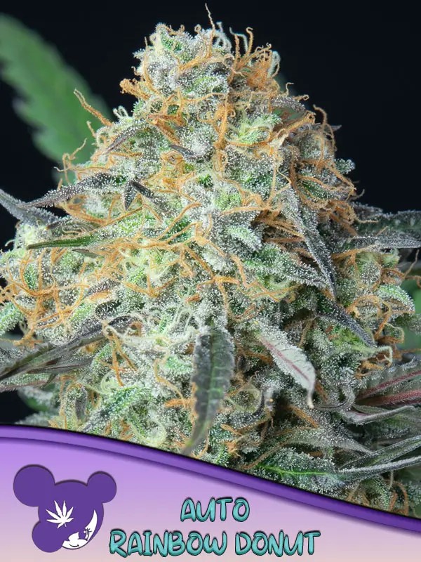 Rainbow Donut Auto Autoflower by Anesia Seeds