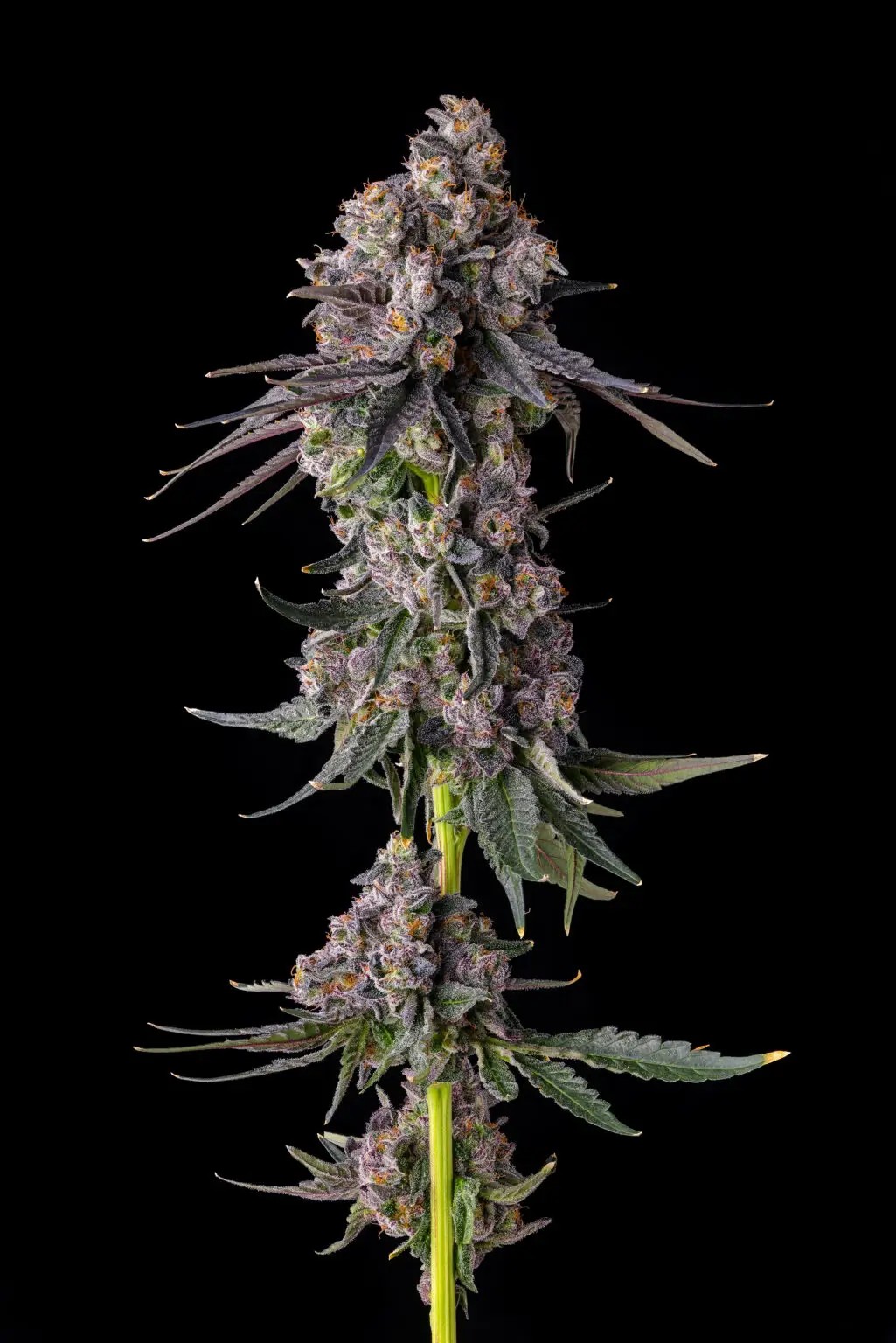 Rainbow Guavé Feminized by Compound Genetics