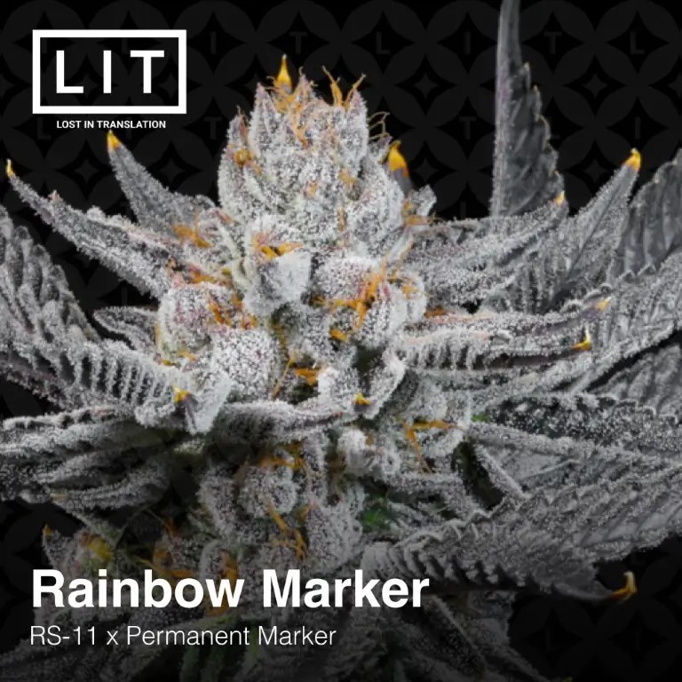 Rainbow Marker Feminized by LIT Farms