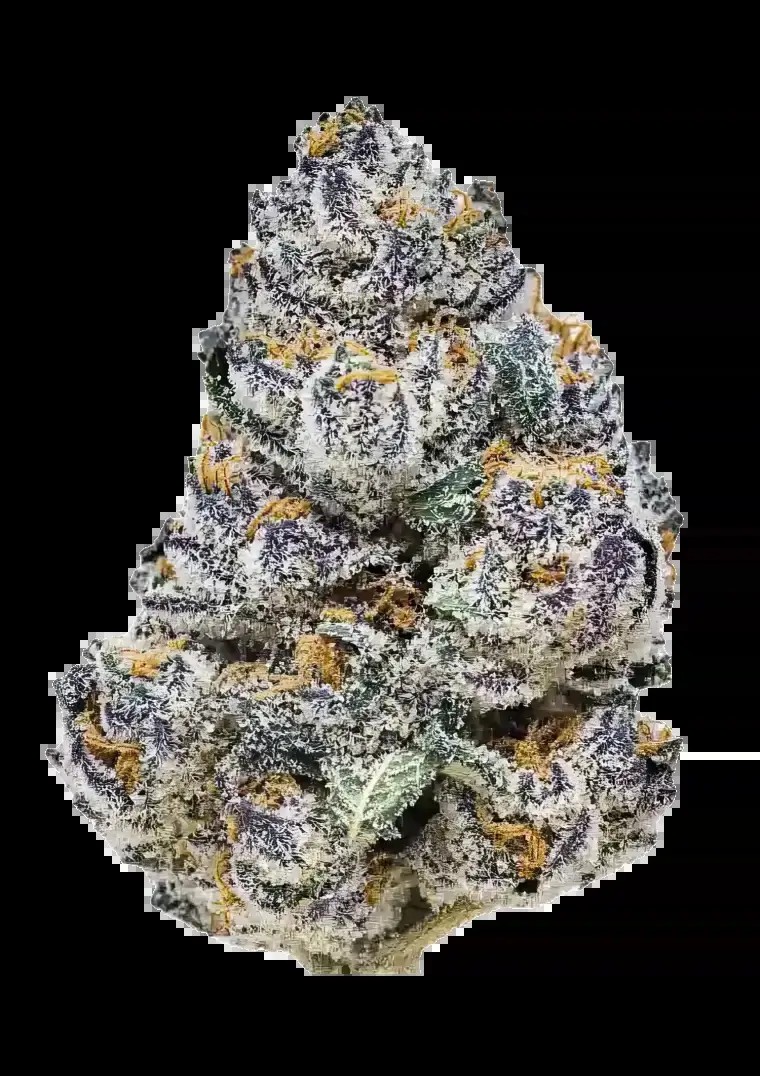 Rainbow Melon Feminized by Fast Buds