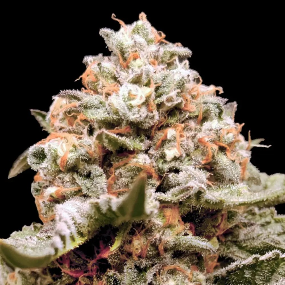 Rainbow Mints Auto Autoflower by 00 Seeds Bank