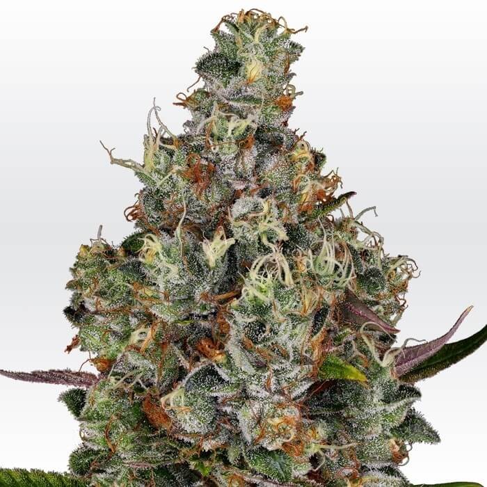 Rainbow Road Feminized by Paradise Seeds