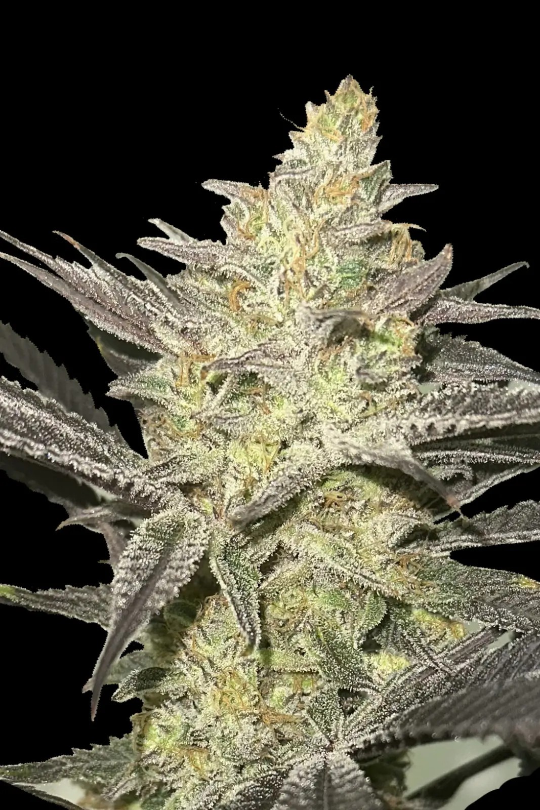 Rainbow Sherbet #11 Feminized by Advanced Seeds