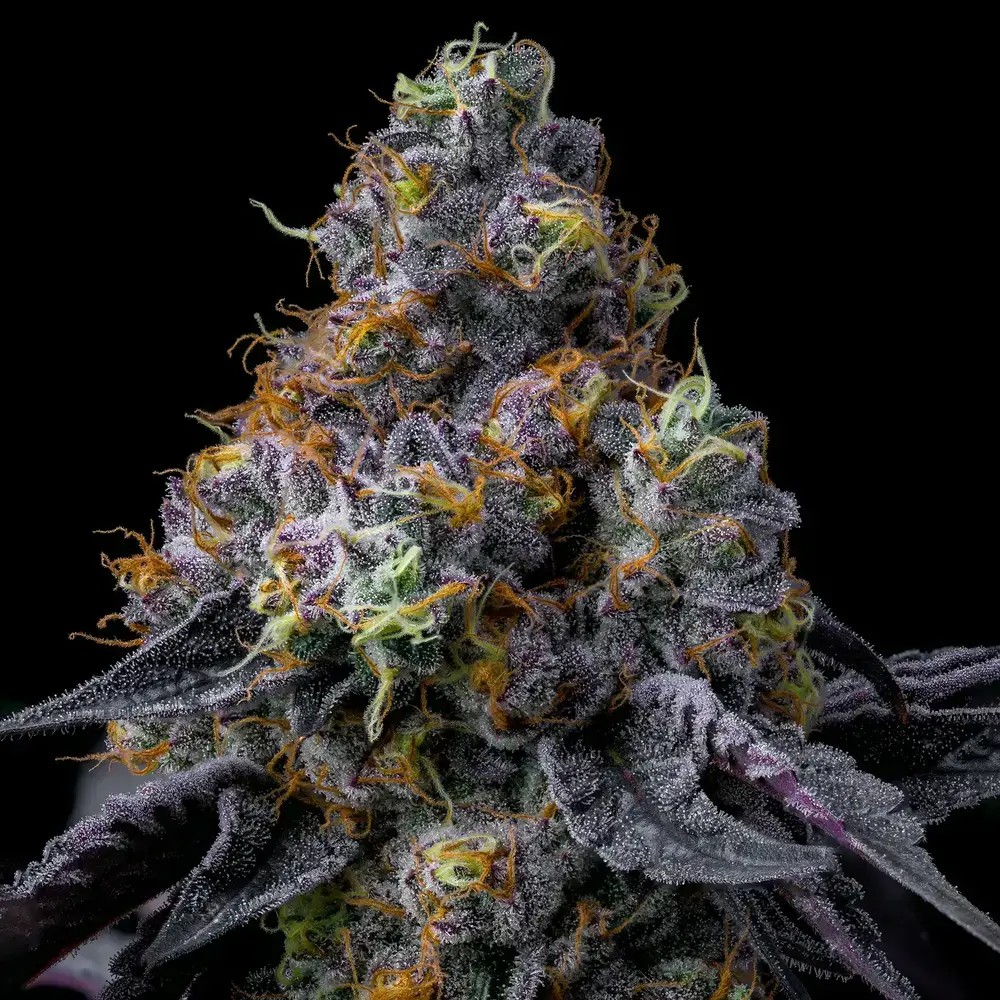 Rainbow Sherbet Feminized by Barneys Farm