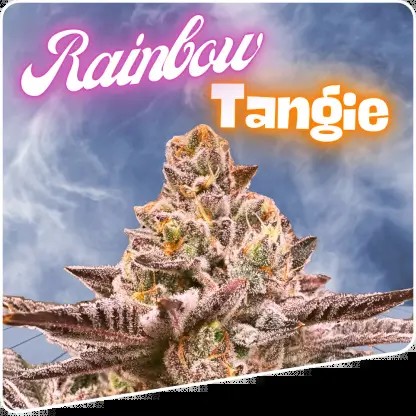 Rainbow Tangie Regular Regular by Puppets Genetics