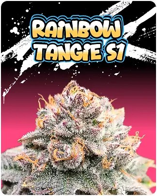 Rainbow Tangie S1 Feminized by Puppets Genetics