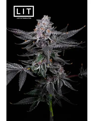 Rainbow Zoap Feminized by LIT Farms