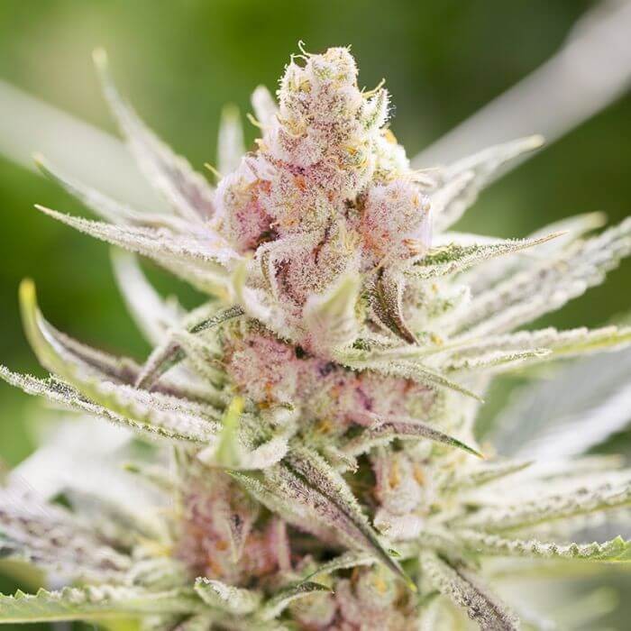 Rainbows Feminized by BSF Seeds