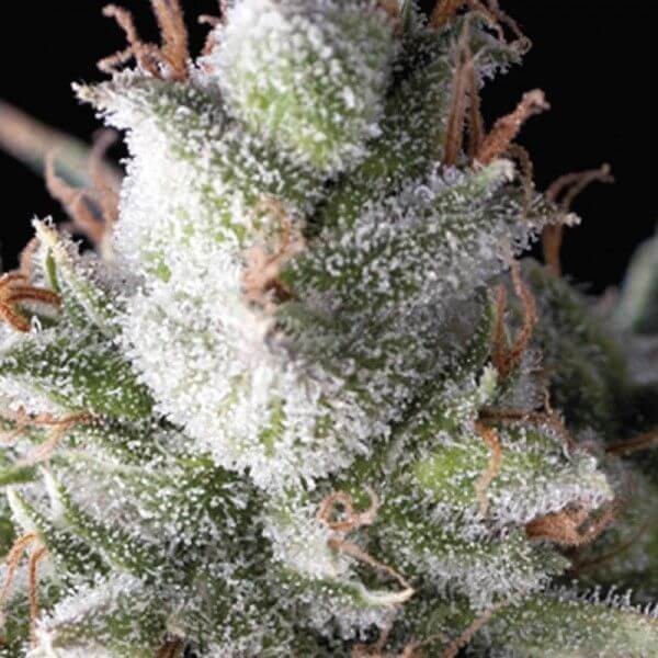 Ramses Feminized by Pyramid Seeds