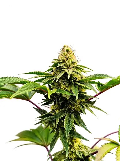 Rasjelly Pamqueen Feminized by The Grateful Seeds