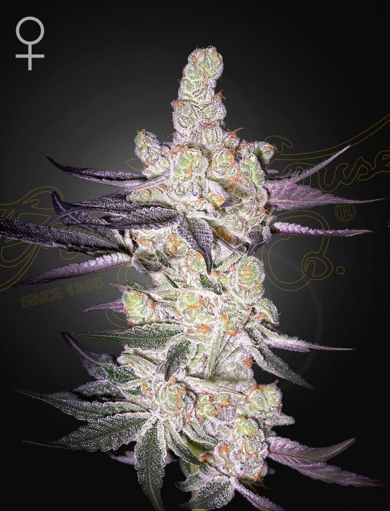 Razuberi Feminized by Green House seeds