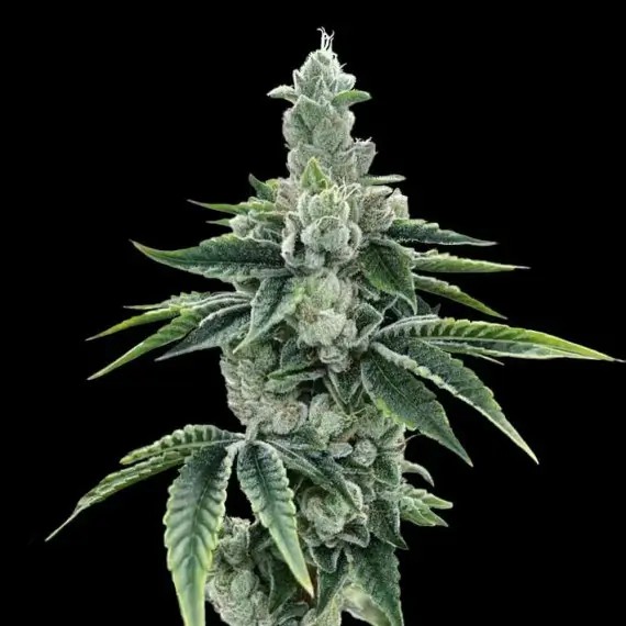 Recon 2.0 Feminized by DNA Genetics