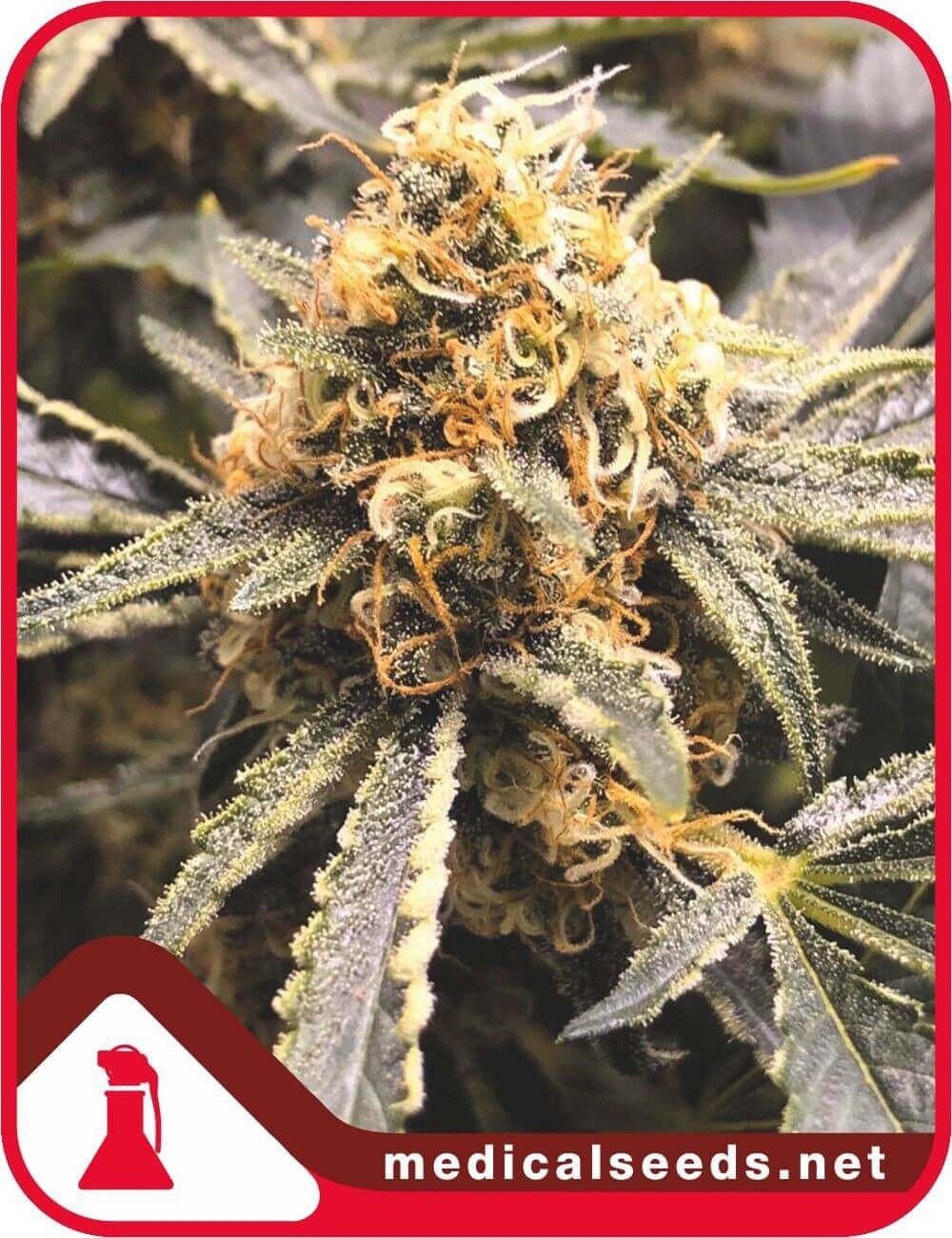 Recovery CBD Feminized by Medical Seeds