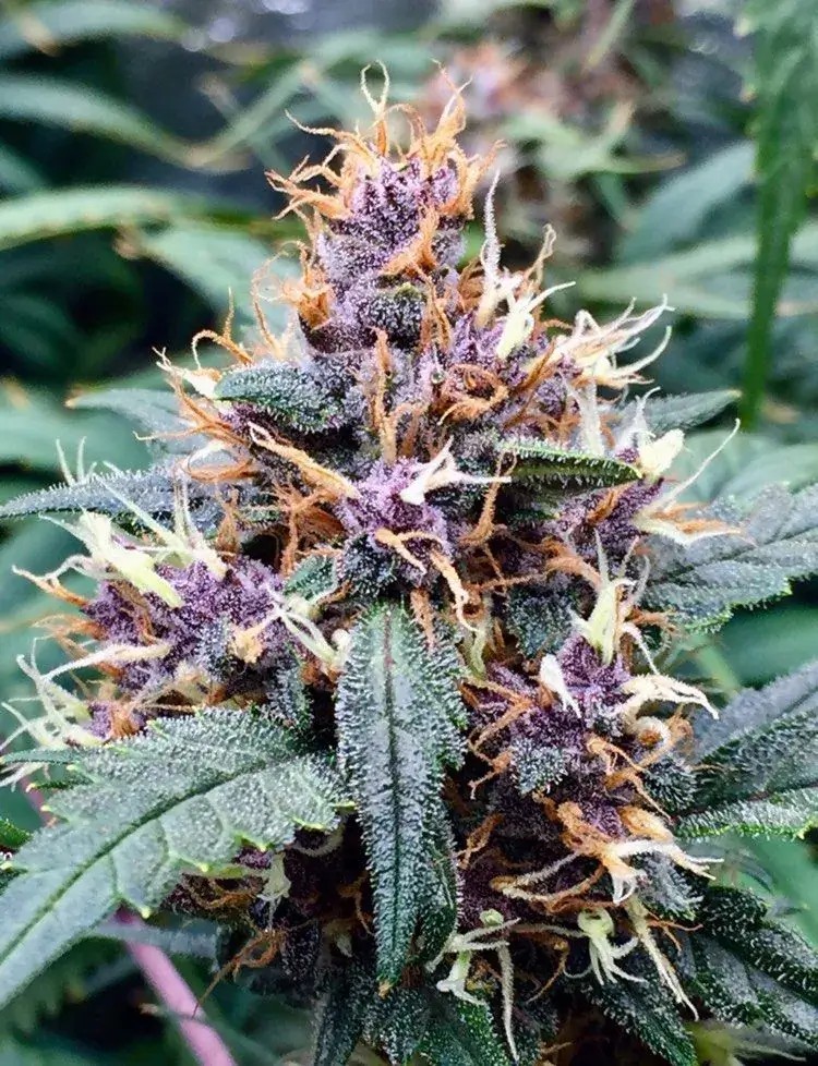 Red Banana Berry Feminized by Growers Choice