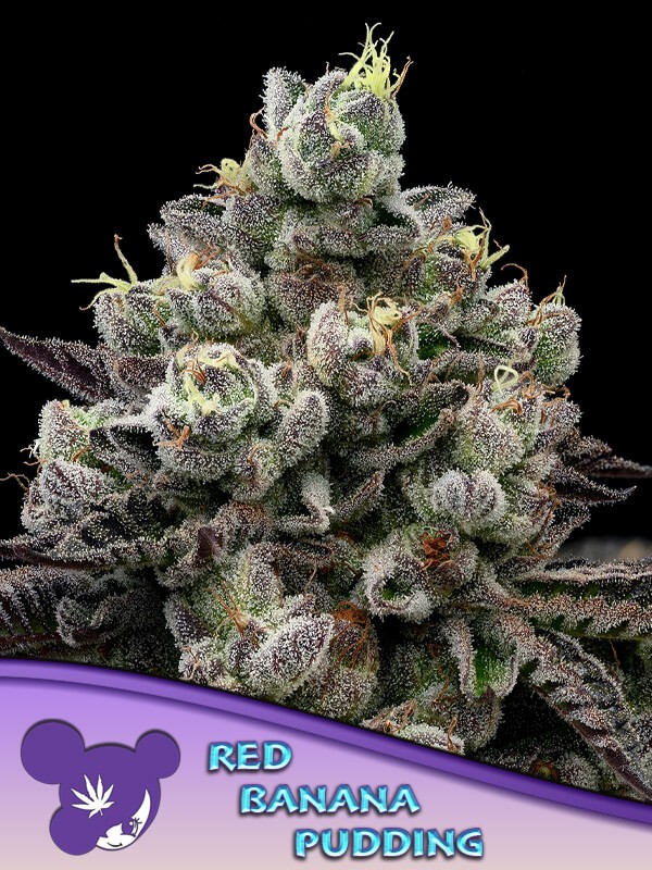 Red Banana Pudding Feminized by Anesia Seeds