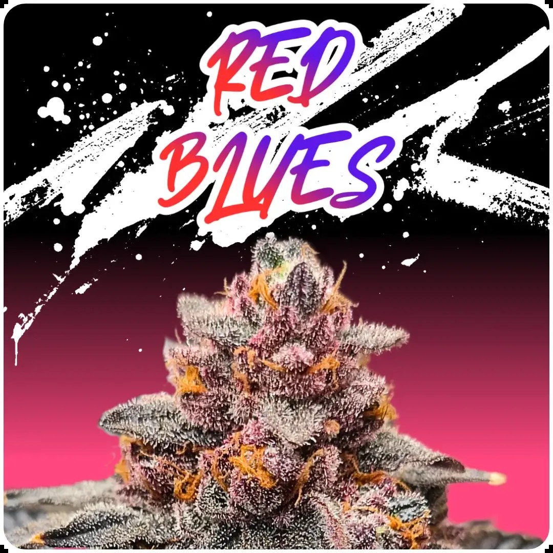 Red Blues Feminized by Puppets Genetics