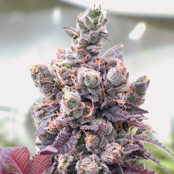 Red Critical Auto Autoflower by BSF Seeds