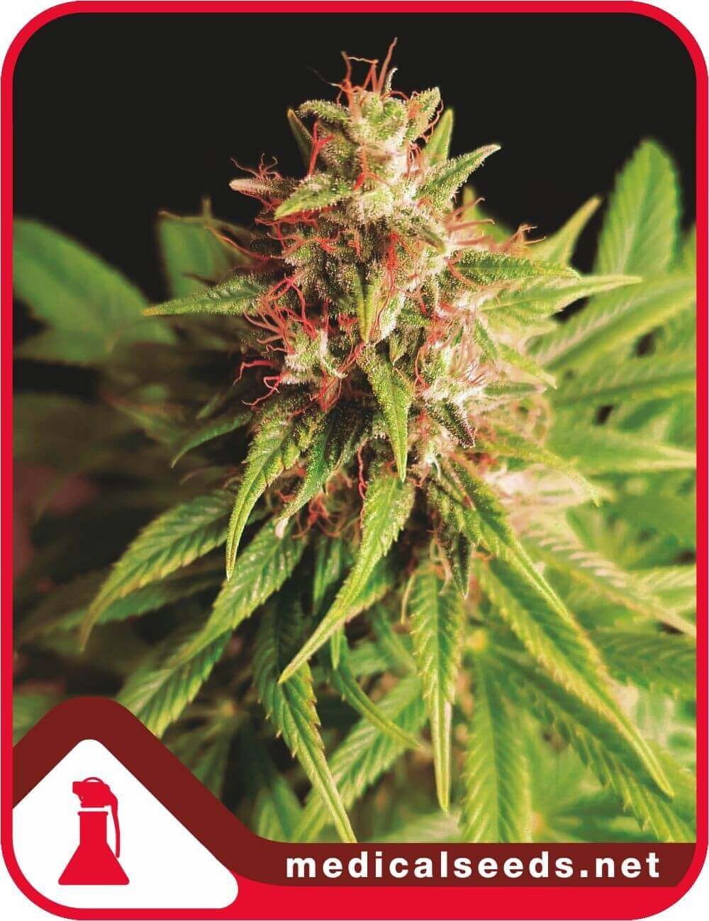 Red Cross CBD Feminized by Medical Seeds