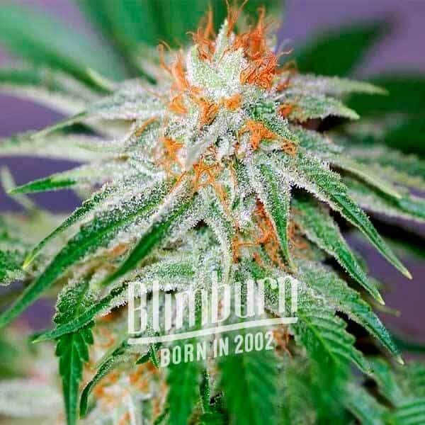 Red Dragon Feminized by Blimburn Seeds