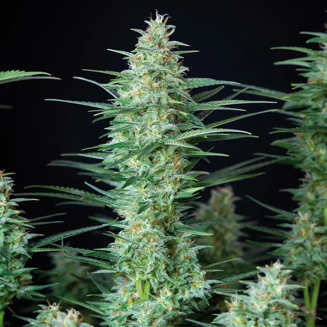 Red Dwarf auto Autoflower by Buddha Seeds