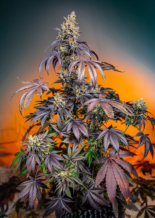 Red Gorilla Girl XL Auto Autoflower by Sweet Seeds