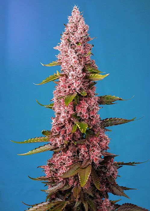 Red Hot Cookies Feminized by Sweet Seeds