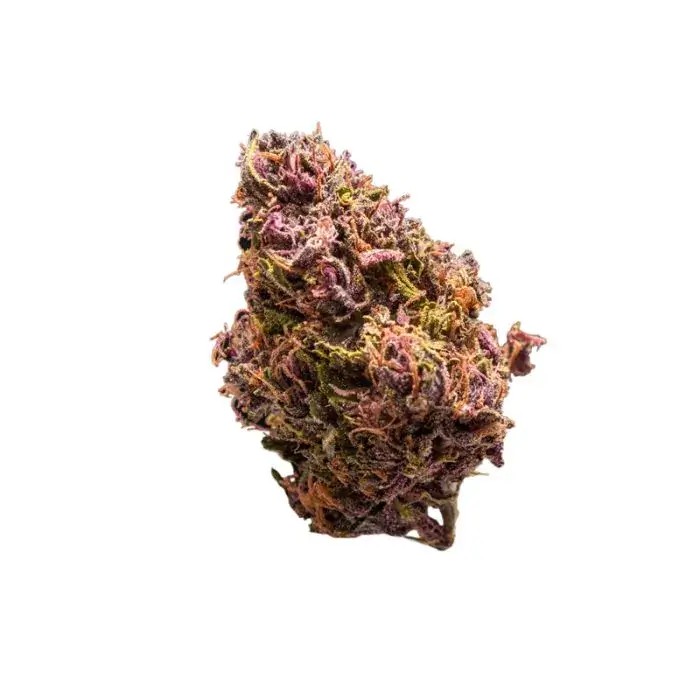 Red Jack Auto Autoflower by Growers Choice