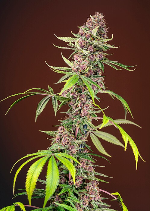 Red Mandarine F1 Fast Version Feminized by Sweet Seeds