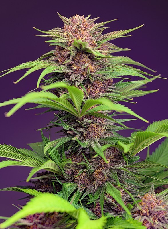 Red Mimosa XL Auto Autoflower by Sweet Seeds