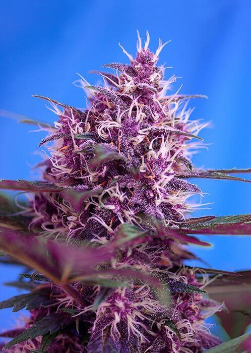 Red Poison Auto Autoflower by Sweet Seeds