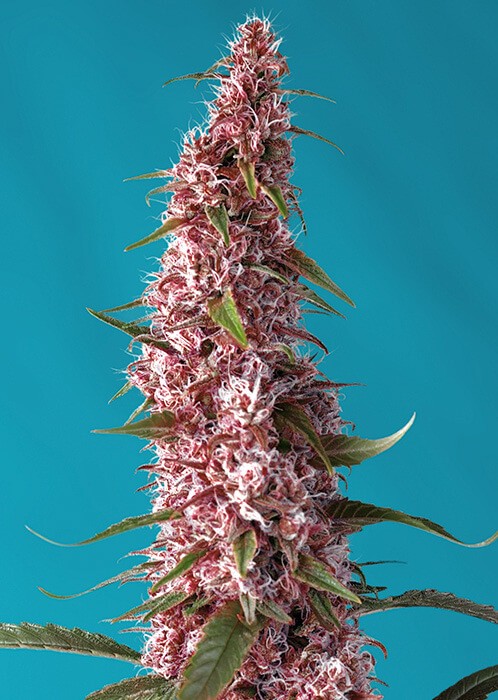 Red Pure CBD Auto Autoflower by Sweet Seeds