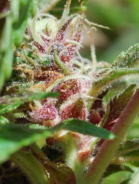 Red Purps Feminized by Female Seeds