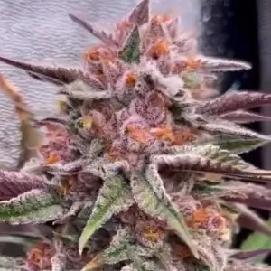 Red Skrrrt-Banger Feminized by TerpHogz
