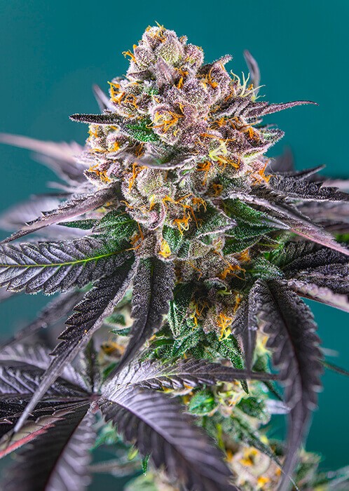 Red Strawberry Banana Auto Autoflower by Sweet Seeds