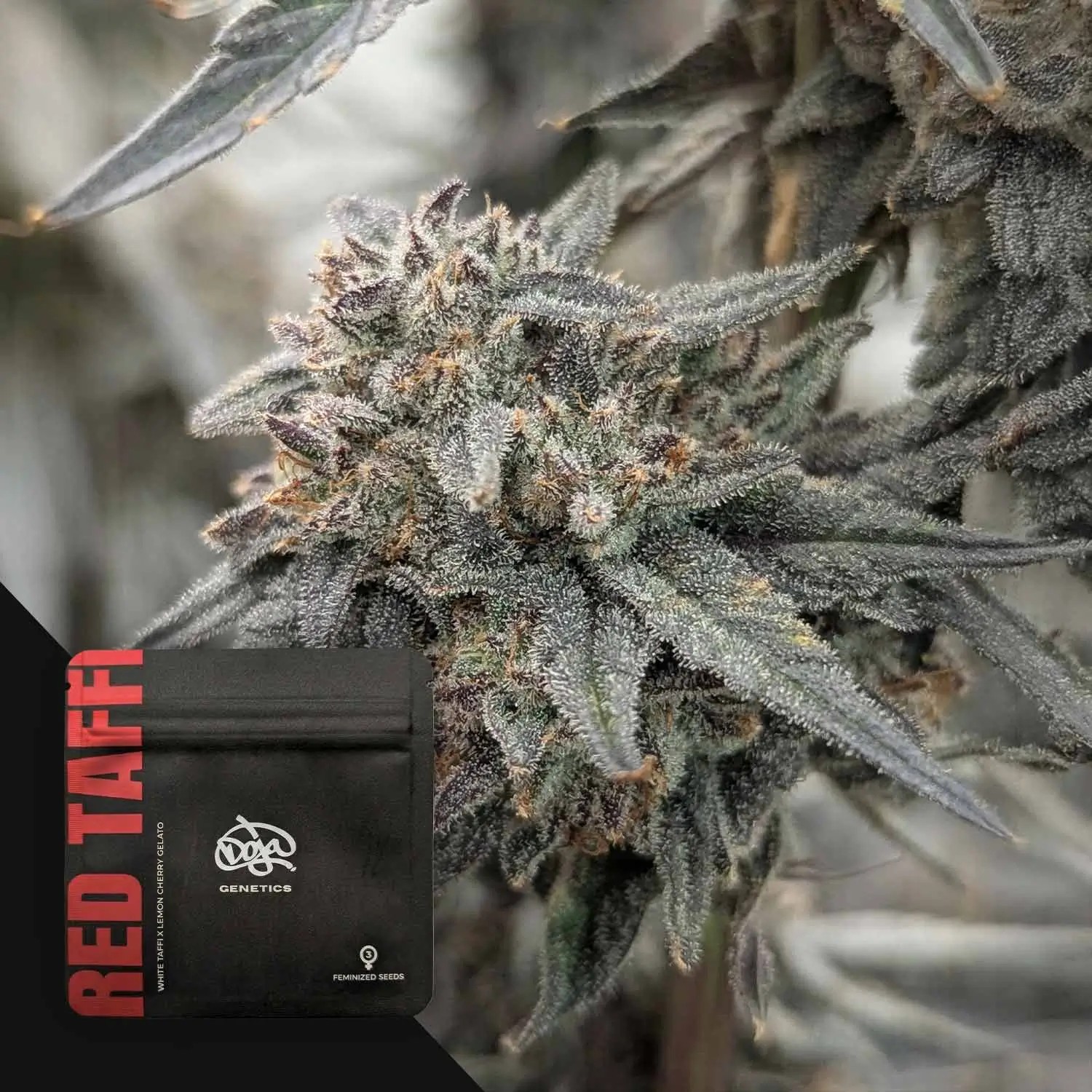Red Taffy Feminized by Doja Pak