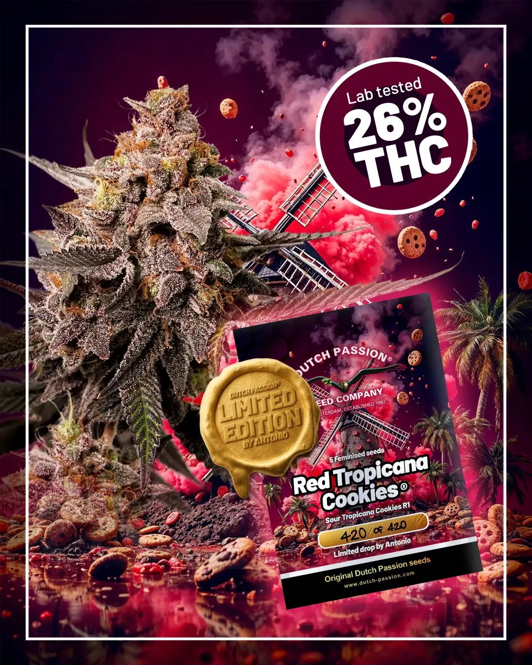 Red Tropicana Cookies Limited Edition Feminized by Dutch Passion