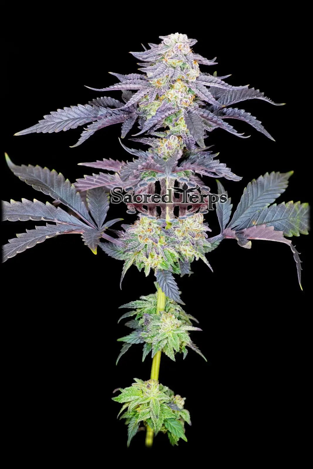 Red Velvet Feminized by Sacred Terps