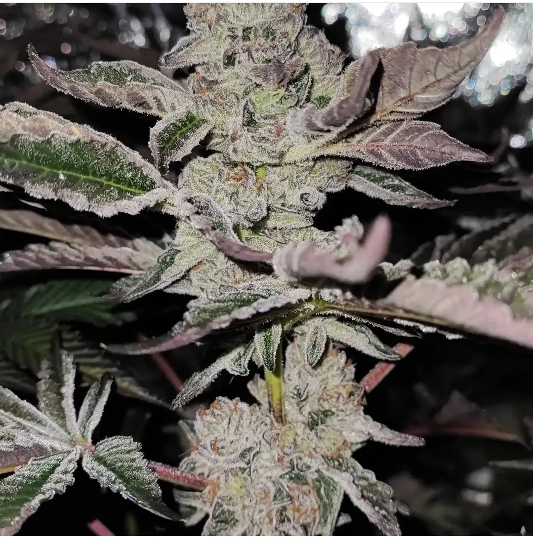 Reddy Whip Feminized by LIT Farms