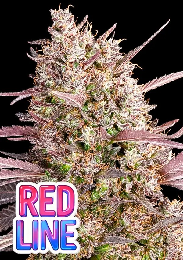 Redline Feminized by Anesia Seeds
