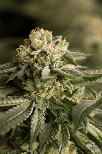 Remo Chemo Feminized by Dinafem