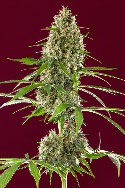 Respect Feminized by Reggae Seeds