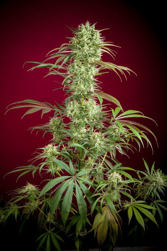 Respect Regular by Reggae Seeds