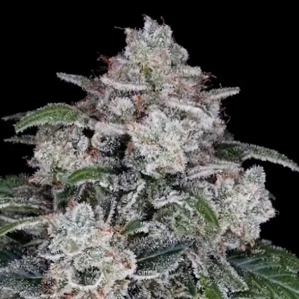 Return of the Mac Autoflower by DNA Genetics