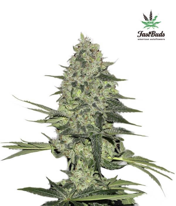 Rhino Ryder Auto Autoflower by Fast Buds
